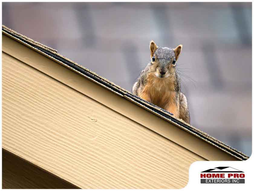 Roof Damage From Animals: How Do You Prevent It?